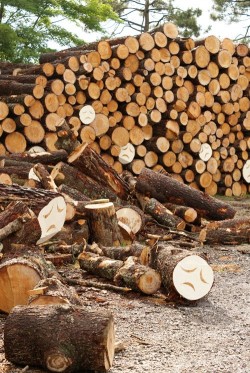 arbres pleureurs 2 arbres pleureurs 2 Si les arbres pouvaient sexprimer ...