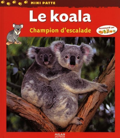 Le koala : champion d'escalade