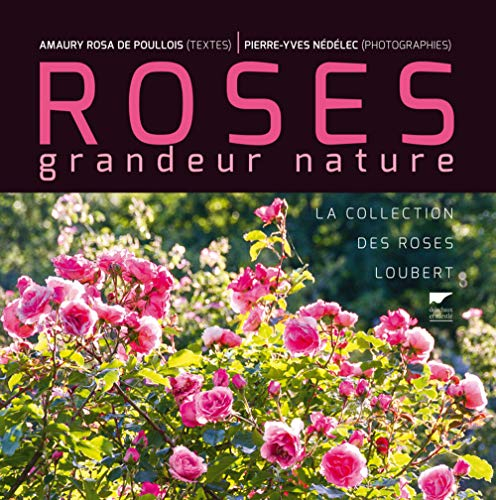 Roses grandeur nature : la collection des roses Loubert