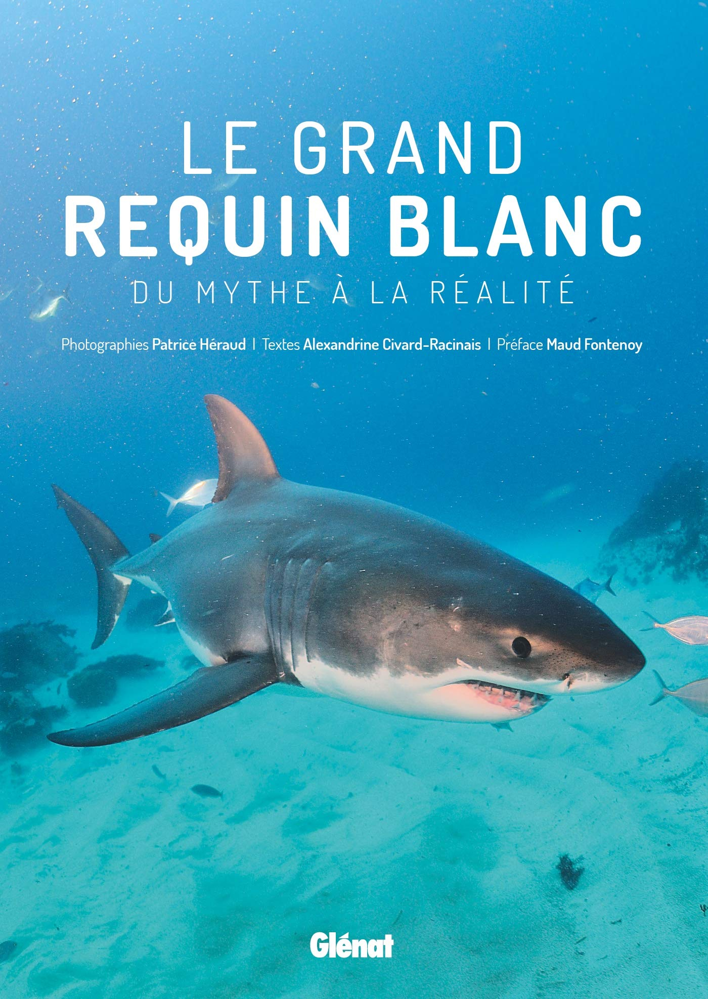 Le grand requin blanc : du mythe à la réalité