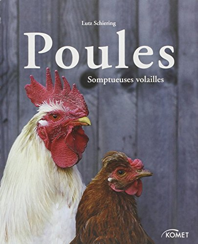 Poules : somptueuses volailles