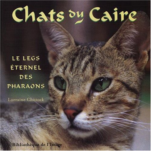 Chats du Caire : le legs éternel des pharaons
