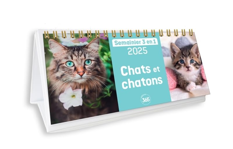 Chats et chatons 2025