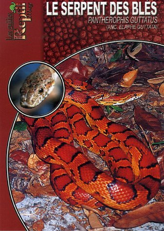 Le serpent des blés : Pantherophis guttatus (Elaphe guttata)