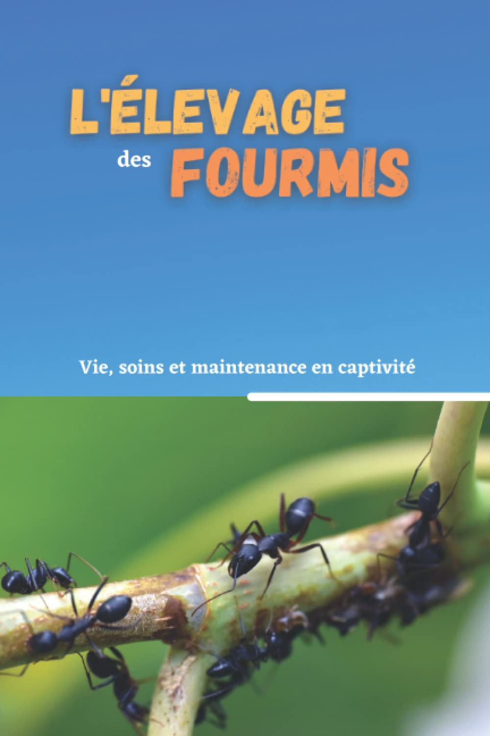 L’élevage des fourmis: Vie, soins et maintenance en captivité