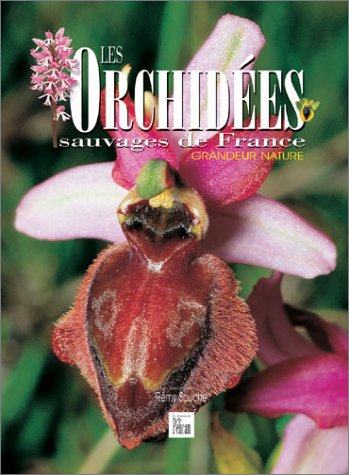 Les orchidées sauvages de France : grandeur nature