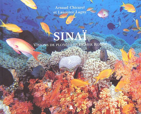 Sinaï : visions de plongeurs en mer Rouge