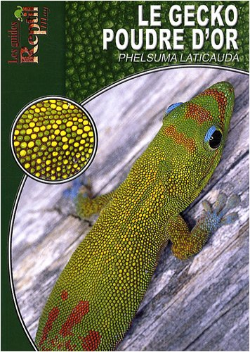 Le gecko poudre d'or : Phelsuma laticauda
