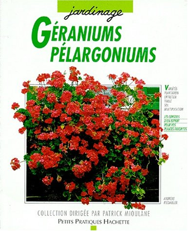 géraniums et pélargoniums : pour qu'ils donnent le meilleur de leur floraison...