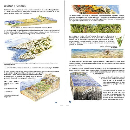 Guide illustré de la faune de Méditerranée : poissons, céphalopodes, tortues, oiseaux et mammifères