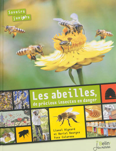 Les abeilles : de précieux insectes en danger