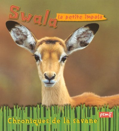 Swala, la jeune impala