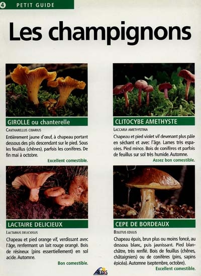 Les champignons