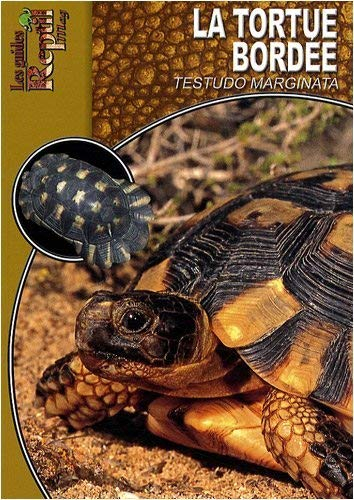 La tortue bordée : Testudo marginata