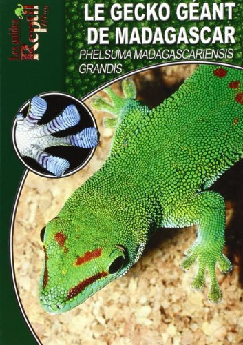 Le gecko géant de Madagascar : Phelsuma madagascariensis grandis