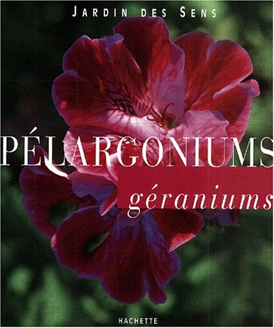 Pélargoniums géraniums