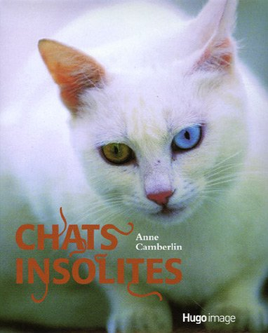Chats insolites