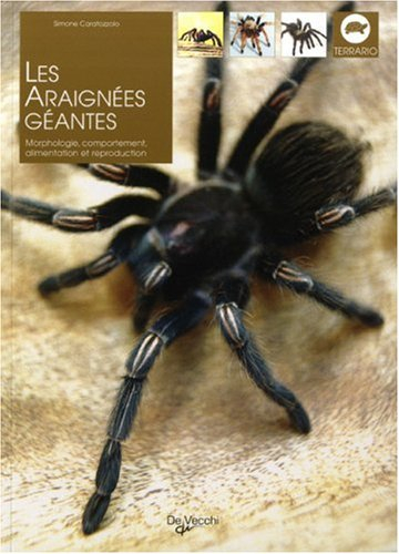 Les araignées géantes : morphologie, comportement, alimentation et reproduction