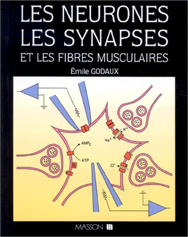 Les Neurones, les synapses et les fibres musculaires