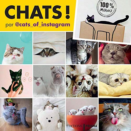 Chats ! : par @cats_of_instagram