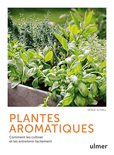 Plantes aromatiques : comment les cultiver et les entretenir facilement