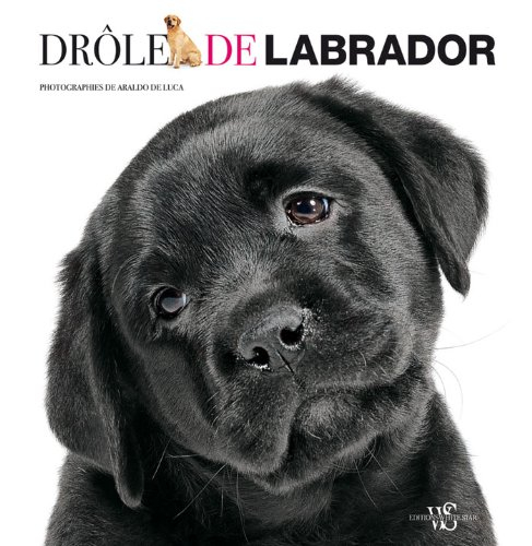 Drôle de labrador