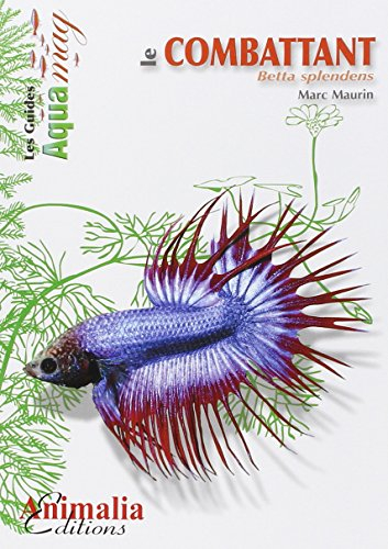 Le combattant : Betta splendens