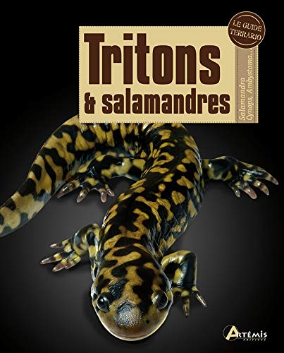 Tritons et salamandres : salamandra, cynops, ambystoma...