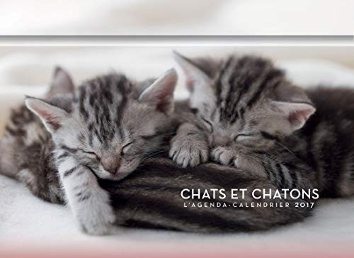 Chats et chatons : l'agenda-calendrier 2017