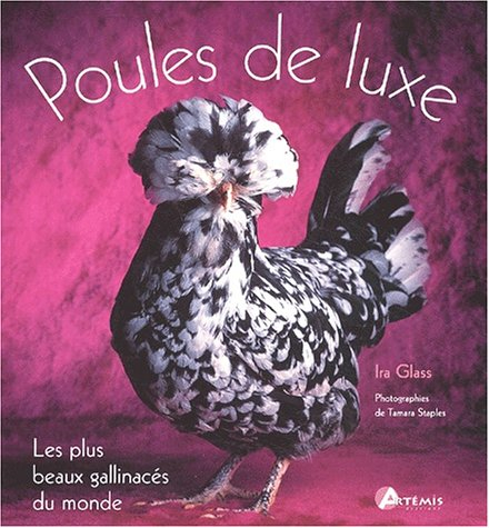 Poules de luxe : les plus beaux gallinacés du monde