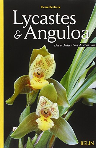 Lycastes et Anguloa : des orchidées hors du commun
