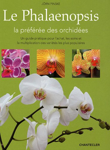 Le phalaenopsis, la préférée des orchidées : un guide pratique pour l'achat, les soins et la multipl