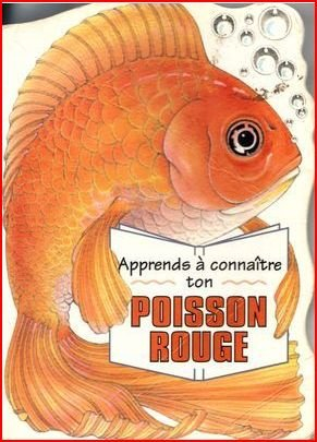 apprends à connaître ton poisson rouge