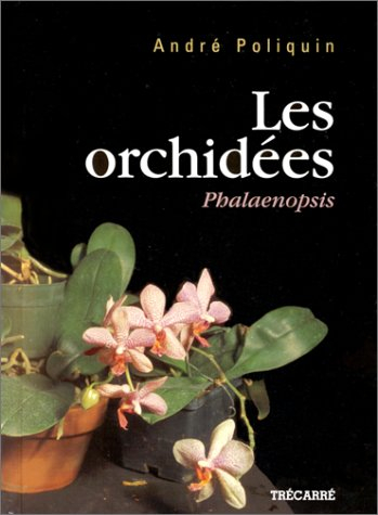 Les orchidées : phalaenopsis