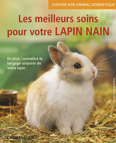 Les meilleurs soins pour votre lapin nain : en plus, connaître le langage corporel de votre lapin