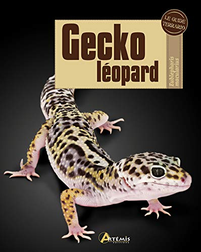 Gecko léopard : Eublepharis macularius