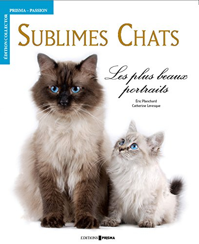 Sublimes chats : les plus beaux portraits